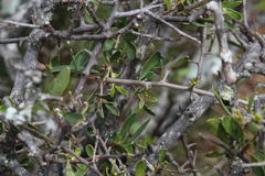 Diospyros lycioides lycioides