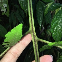 Deparia boryana