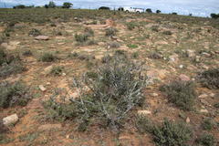 Diospyros lycioides lycioides