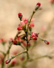 Eriogonum parishii