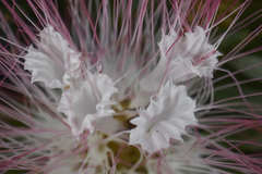 Calliandra surinamensis