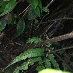 Deparia boryana