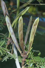 Calliandra surinamensis