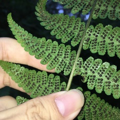 Deparia boryana