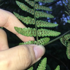 Deparia boryana