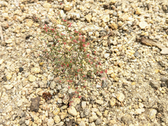 Eriogonum parishii