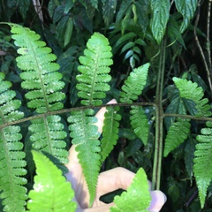 Deparia boryana