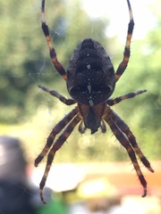 Araneus diadematus