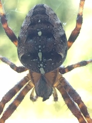 Araneus diadematus