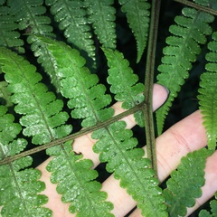 Deparia boryana