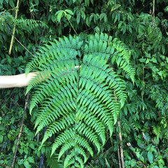 Deparia boryana