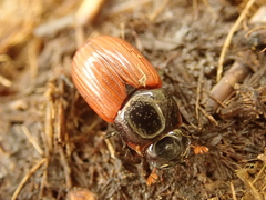 Aphodius fimetarius