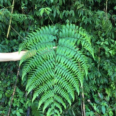 Deparia boryana