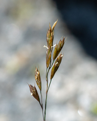 Festuca kryloviana