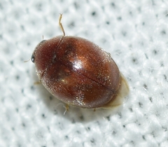 Scymnus subvillosus