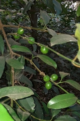 Garcinia talbotii