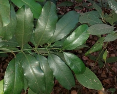 Garcinia talbotii