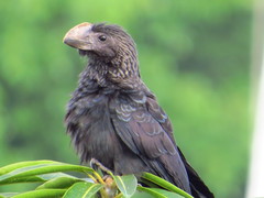 Crotophaga ani