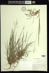 Dichanthelium linearifolium werneri