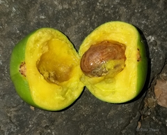Garcinia talbotii