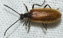 Lagria grenieri