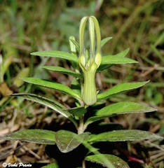 Ceropegia anjanerica