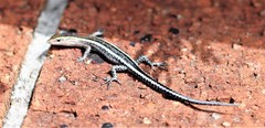 Cryptoblepharus pulcher