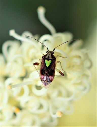 Citrus Blossom Bug (Austropeplus annulipes) · iNaturalist