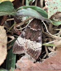 Uresiphita ornithopteralis