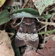 Uresiphita ornithopteralis