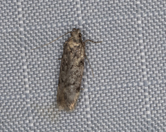 Chionodes pereyra