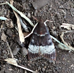 Uresiphita ornithopteralis