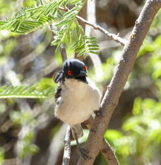 Dryoscopus cubla okavangensis