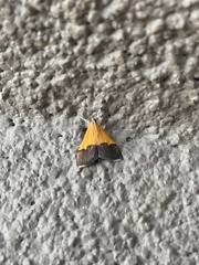 Pyrausta bicoloralis