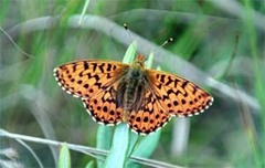 Boloria aquilonaris
