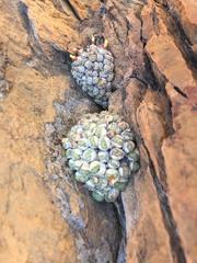 Conophytum ficiforme