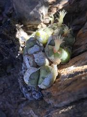 Conophytum ficiforme