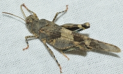 Oedipoda charpentieri