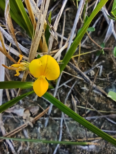 Lotus corniculatus iNat (3)