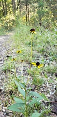 Rudbeckia tenax