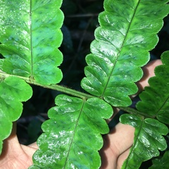 Dryopteris scottii