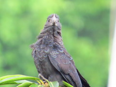Crotophaga ani
