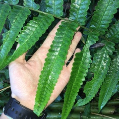 Dryopteris scottii