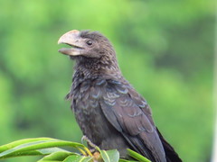 Crotophaga ani