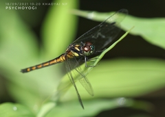 Amphithemis curvistyla