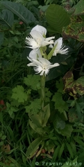 Pecteilis gigantea