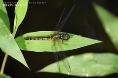 Amphithemis curvistyla