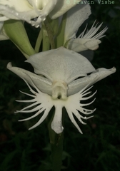 Pecteilis gigantea
