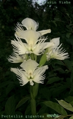 Pecteilis gigantea