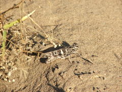 Oedaleus decorus
